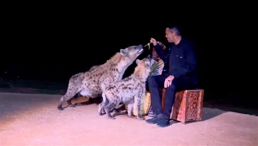 7.2K views · 36 reactions | የመንግሥት ከፍተኛ ባለሥልጣናት በሐረር ጅብ ሲመግቡ ምክትል...