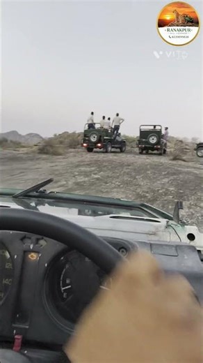 We spotted a female leopard during the evening safari. Ranakpur Hill leopard safari #leopardsafari