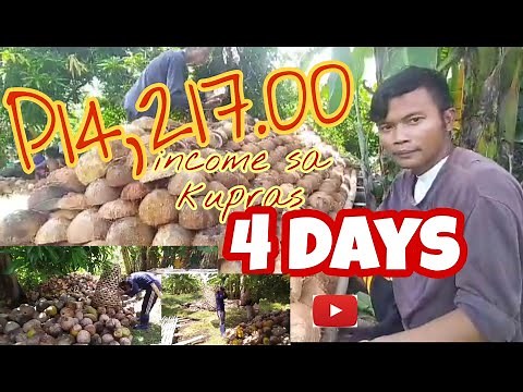 How to make copra from coconut