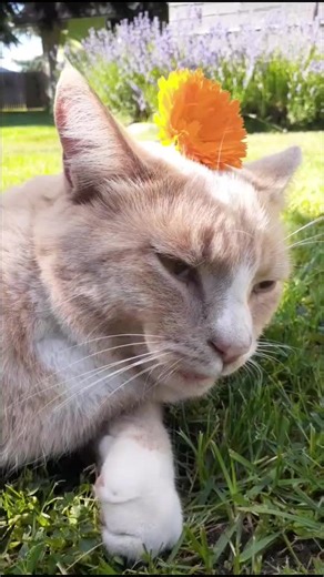 Hilarious Opera Singer Fail Compilation with Cats