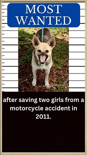 DOG Hall of Fame: Meet KABANG, the Hero Dog from the Philippines 🐶