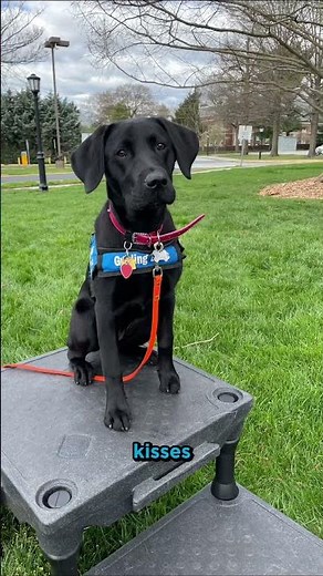 Guide Dog Java