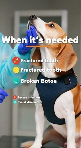 🐶 Tooth Extraction in Dogs: When Is It Needed?
