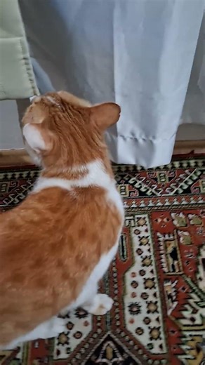 The cat is hanging out in my room #cat #catlife #cats #catshorts #catvideo #kick #kickstreaming