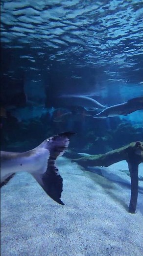 Amazon River Fish in Aquarium | Exotic Jungle Fish in 60 Seconds