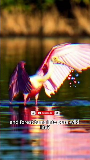 Everglades Secrets: Home of Panthers and Alligators #facts #birds #nature #motivation