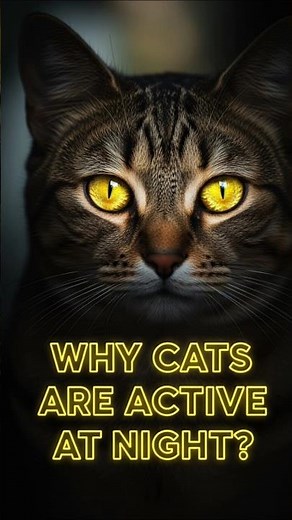 Why Cats Are More Active at Night! #shorts #pets #animals #wildlife