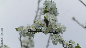 Butterfly Large tortoiseshell, Blackleg tortoiseshell, Nymphalis polychloros, white flowers of blossoming plum tree. Spring shot with blooming branches of a fruit tree against cloudy sky.