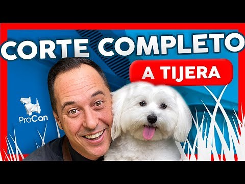 Cómo cortar el pelo de un perro BICHON MALTÉS a tijera en casa | Curso Peluquería Canina
