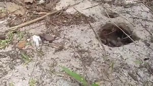 359K views · 1.5K reactions | Baby Sea turtles are so neat, perfectly...