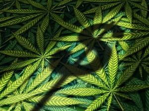 Money laundering related to cannabis legalization on Fintrac's radar, but no in-depth study yet