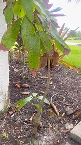 What should I name my mango tree’s child? 😂 Little too close to the house though. | Allyson Rae