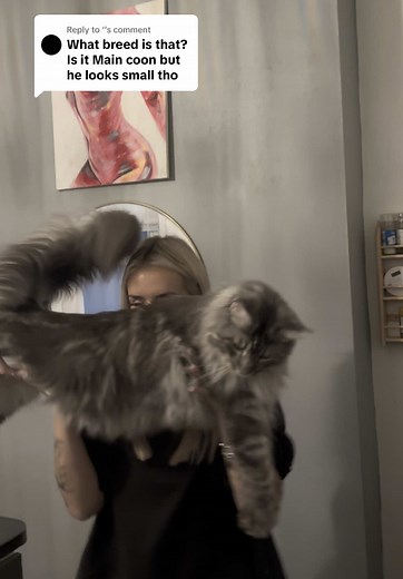 Maine Coon Cat Size Comparison