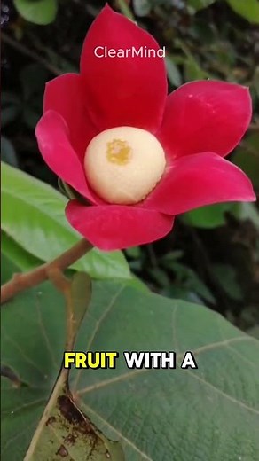 Most Colorful Fruits in the World 🌈