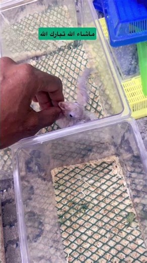 كنيور اناناس مجنون غر 🤩 (KRBIRDS)