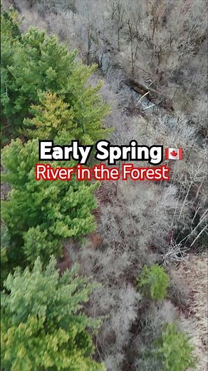 4K Drone Footage of Dense Spring Forest and River – Peaceful Nature Scenery #nature #aerialview