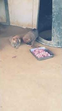 저녁 생닭 먹방 섬품좋은 토종 진돗개 국견협회 순수 혈통