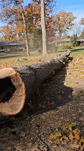 Fun climbing with our neighboring tree service. Tree Service Near Me LLC. Give them a call if you're in or around porter county! | Highborn Tree Service L.L.C