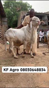 Eid-el-Kabir (Sallah) is here! The Balami breed of sheep remains our pride in Nigeria. At KF Agro, we are committed to supplying the best rams and sheep across Nigeria and beyond. We deliver to West African countries: Togo, Benin Republic, Ghana, Côte d'Ivoire, Freetown - Sierra Leone (Nigeria 🇳🇬 | Togo 🇹🇬 | Benin 🇧🇯 | Ghana 🇬🇭 | Côte d’Ivoire 🇨🇮 | Sierra Leone 🇸🇱) WhatsApp us today: 08030648834 #BalamiBreed #KFAgro #BestRamsInNigeria #EidElKabir #SallahRam #RamExport #SheepExport #W