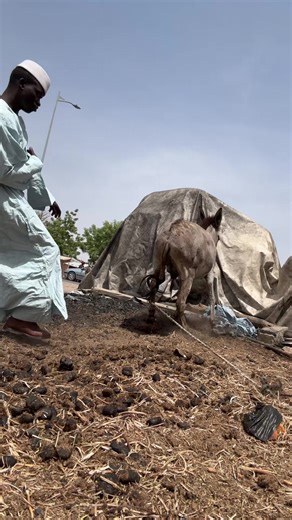 Vidéos de talla_shooting (@talla_shooting) avec son original - Ndeye Ndiaye