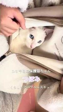 3/5 ふれあい譲渡会【ぱう】 毎日開催中🐾 #保護猫 #保護猫譲渡会 #ねこ #ぱう#倉敷