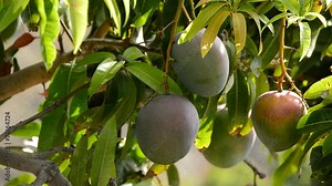 Mango fruit hanging at tree in a plantation