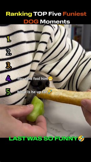 Ranking Funniest Dogs