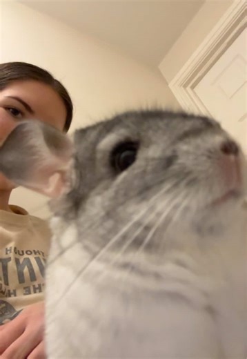 The Adorable Kiwi Chinilla: The Fluffy Family Pet