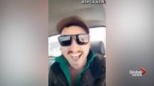 Authorities in Australia searching for driver who recorded himself driving over a number of emus