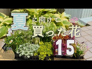 【ガーデニング】夏の花15選🌷猛暑でも元気！実際に庭に植えたおすすめ草花＆カラーリーフおしゃれ庭ベランダガーデニング🌱