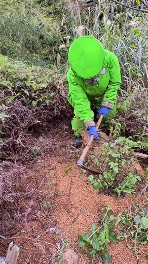 #hornetnestremoval #pestcontrol #hornethunting #wildliferescue | Hornet Hunter