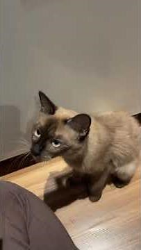 Siamese Kitten For Adoption - 6 Months, Arya from Kuala Lumpur