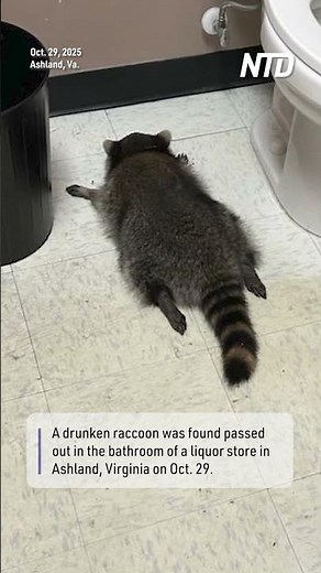 Drunk Raccoon Passes Out After Ransacking Virginia Liquor Store