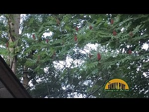 Q&A – My sumac trees are too tall. When should I cut back my sumac trees?