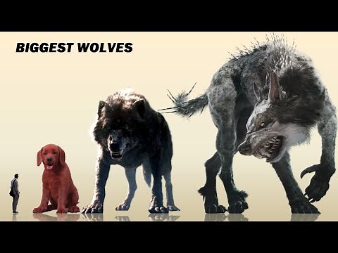 15 Biggest Wolves & Dogs In Movies