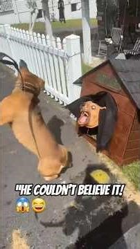 I Pranked My Dog and His Reaction Was Hilarious! 😂🐶 | Funniest Dog Prank 2025 #doggie #dogsworld