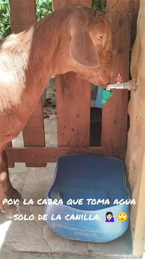 Cabras disfrutando de agua limpia y fresca