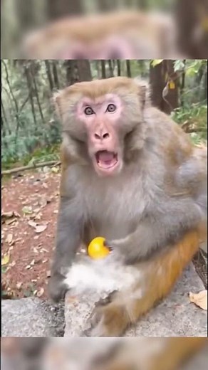 Ranking the FUNNIEST Monkey Fails 🐵🐵🤣 #shorts