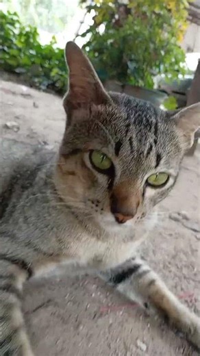 Why Your Cat Ignores You (And Other Cat Behaviors Explained)