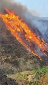 Forest Fire Alert: Protect Your Home! ForestFireSafety WildfirePrevention