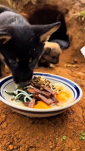 1.5M views · 8.5K reactions | Cat House on Reels | Facebook