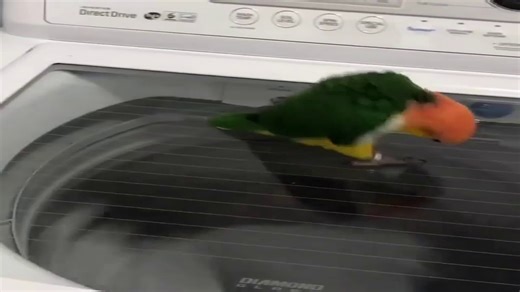 Bird dances to washing machine.