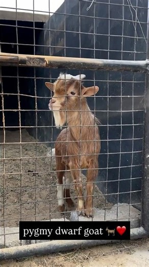 Pygmy Dwarf Goat Is Too Cute