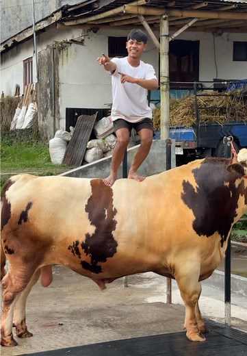 Sapi Qurban Jumbo Berkualitas Elit dengan Harga Irit