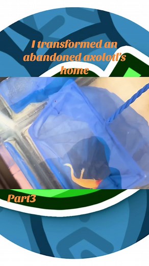 I transformed an abandoned axolotl's home