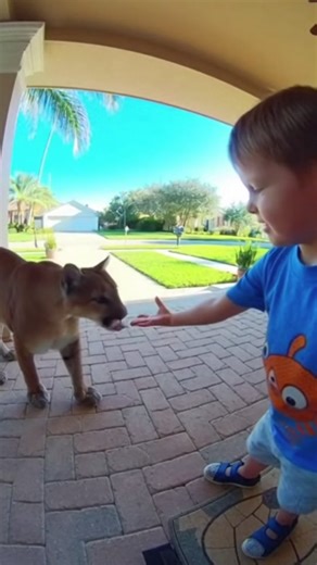 Naples Florida Life on Instagram: "Southwest Florida is one of the last remaining strongholds of the Florida panther, a subspecies of cougar that once roamed across the southeastern United States. Today, fewer than a few hundred remain in the wild, primarily within the protected lands and preserves of Collier County and surrounding regions. While sightings are rare, expanding development continues to blur the boundary between human communities and critical wildlife habitat. Driveways, golf cours