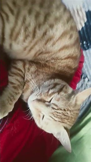 gyat shaking cat 😺😺 #simba #minecraft #minecraft #cute #gymlife #automobile #aura #cats #messi#meme