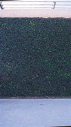 The Band Ghost on Instagram: "[MESSAGE FROM THE CLERGY] We wish to inform you that Ghost is hosting a Day of Deliverance! Skele-Bot will be diligently roaming the streets of Inglewood, in Los Angeles, on Friday, December 19 to assist FeedLA in making their essential food deliveries this holiday season. Skeletour visited many cities this year and Ghost were humbled by the thousands and thousands of fans who joined them. We all share more similarities than differences. Let’s not forget each other’