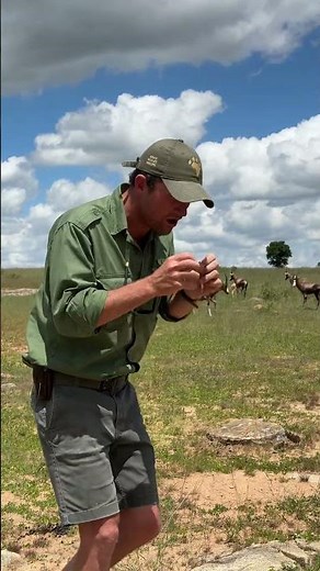 The snorting sound they make is to clear their nose of bot flies! 🦌🌍