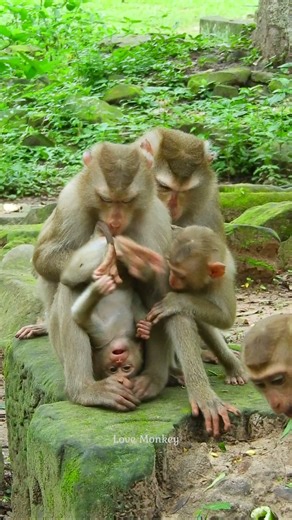 Oh god! , Linda play with baby Jacee | Love Monkey